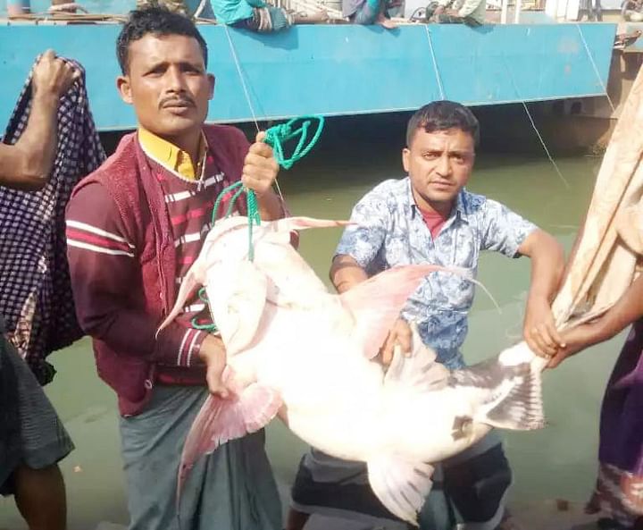পদ্মার জেলেদের জালে ধরা ২৯ কেজির বাঘাড়